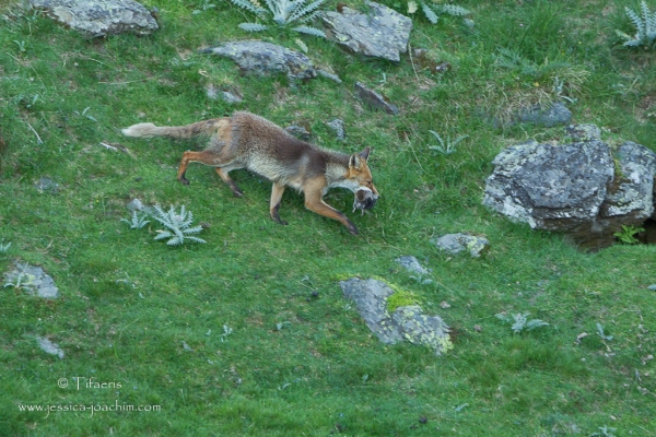 Mila : Des cadavres de renards sans queues !