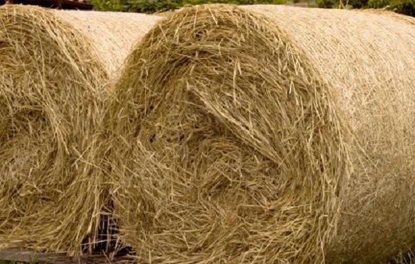 Tiaret: Plus de 300 quintaux d&rsquo;aliments de bétail saisis