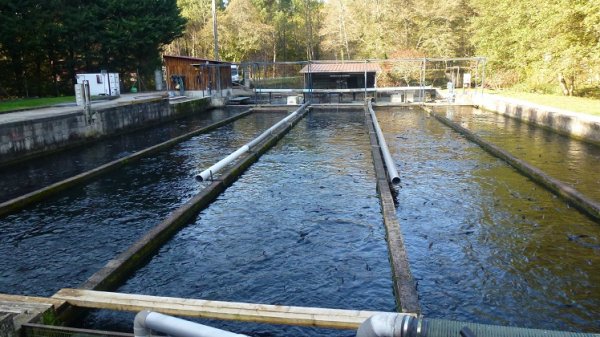 Pisciculture : belles perspectives à l’horizon 2025