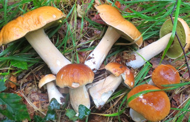 Naàma: Attention aux champignons récoltés localement