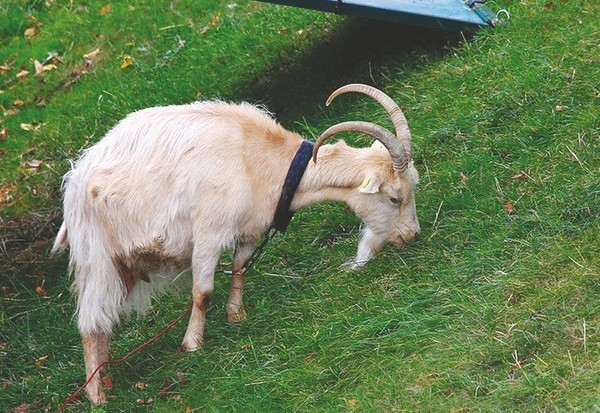 Cela se passe dans la capitale française : Il vole la chèvre “de M. Seguin”