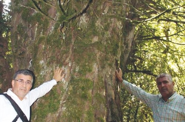 Turquie : Un arbre vieux de 2 800 ans découvert