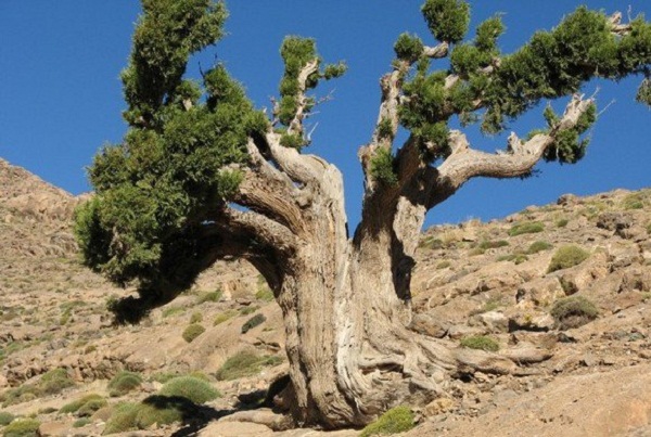 Première conférence internationale dédiée au genévrier thurifère
