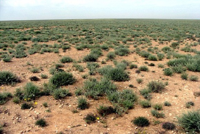 Le programme d’urgence de lutte contre la désertification contribuera à la préservation des pâturages et des steppes