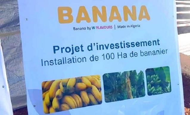 Production de bananes : les autorités prêtes à accompagner les agriculteurs