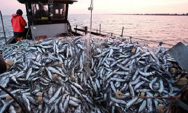 Oran : 8.000 tonnes de poissons pêchés en 2018