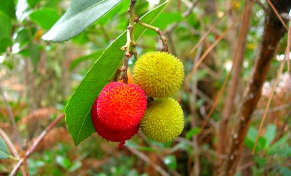 Vers la création de micro-entreprises pour la valorisation des ressources forestières