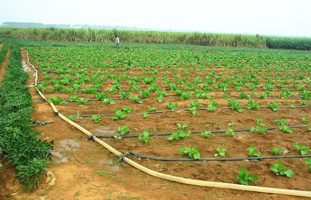 Mostaganem : La femme rurale contribue à 30% dans la production agricole