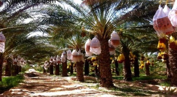 Filière phoenicicole à Biskra : Installation du Conseil national interprofessionnel