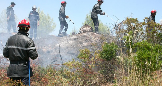Surfaces forestières incendiées à Blida: Opération de repeuplement de 260 hectares