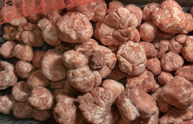 Elles sont proposées à 5 000 da/kg: Les premières truffes font leur apparition dans le Sud-Ouest