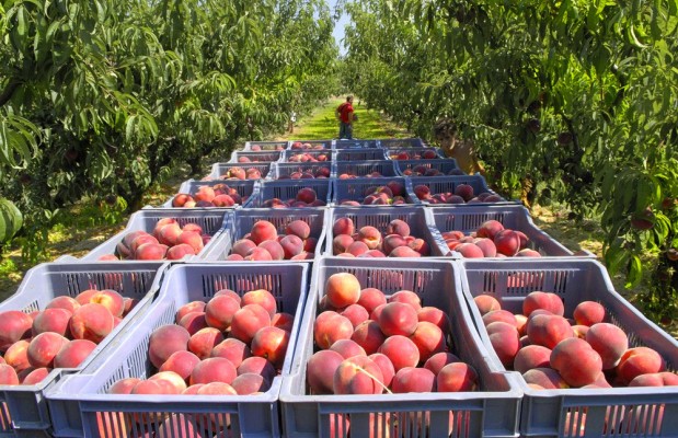Arboriculture: Une filière en expansion