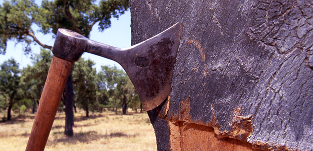 Récolte de liège: moisson record en 2018