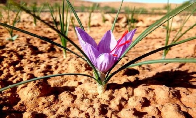 Ghardaia : les plantes aromatiques et médicinales ouvrent des perspectives prometteuses