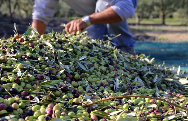 Jijel La production de l’oléiculture en baisse