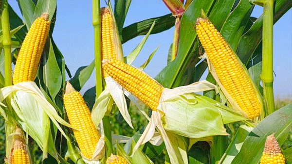 Développement de la maïsiculture : Des perspectives prometteuses à Ouargla