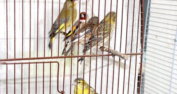 Exposition nationale des oiseaux d’élevage à Alger: La deuxième édition a drainé la grande foule