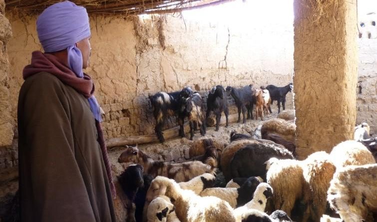 Sour El ghozlane: Un éleveur de bétail agressé et délesté de ses 75 moutons