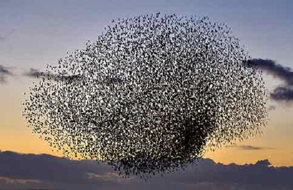 Tlemcen: L’invasion des étourneaux inquiète fellahs et riverains