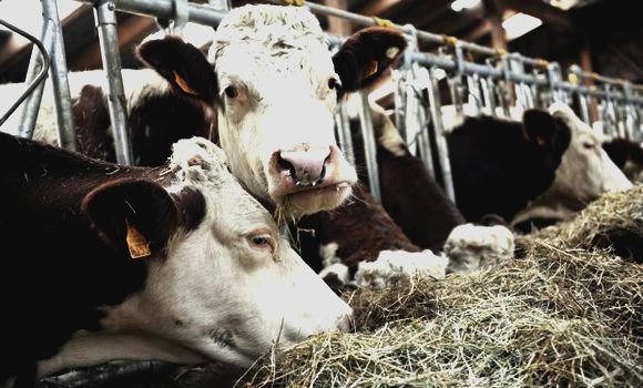 Tlemcen : 30 foyers de la peste de petits ruminants et de fièvre aphteuse détectés