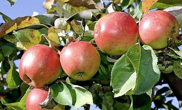 Production de pomme : la wilaya de Khenchela, première à l’échelle nationale en 2018