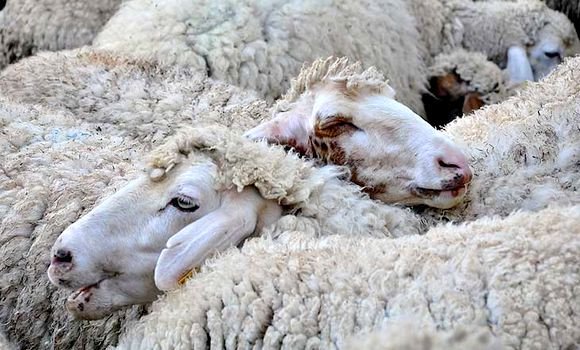El Tarf : confirmation de six cas de peste des petits ruminants à Ain Kheyar