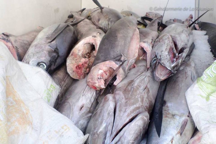 ORAN : 18 quintaux de poisson pourri saisis