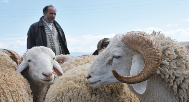 Prés de 2000 ovins décimes : La peste animale fait rage !