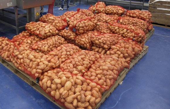 El-Oued: exportation de 20 tonnes de pommes de terre vers la France