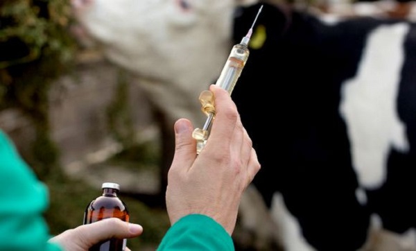 Épizooties : réception la semaine prochaine du premier lot de vaccins