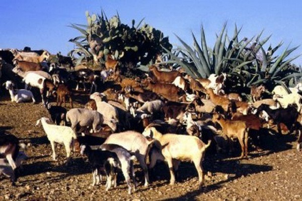 Peste des petits ruminants: aucun cas confirmé n&rsquo;a été enregistré à Alger