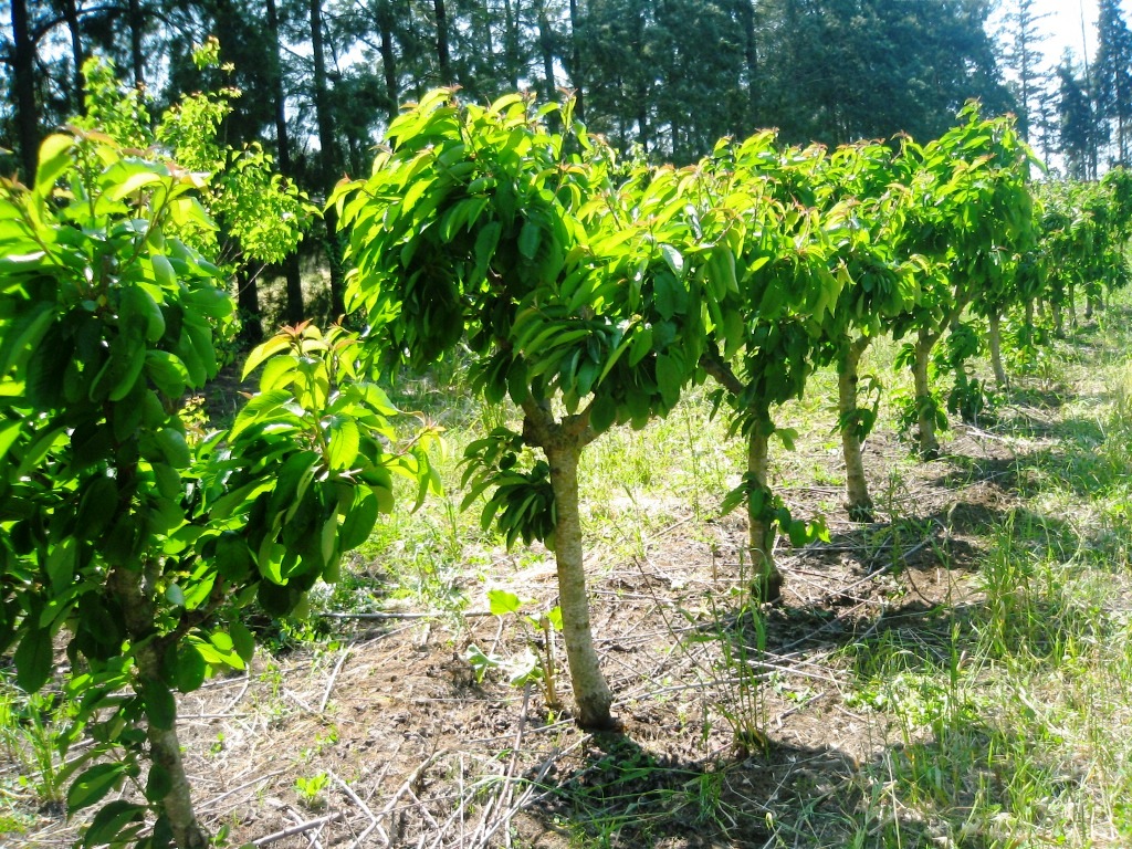 La production arboricole a dépassé les 52 millions de quintaux en 2018