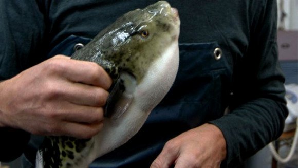 El Tarf: capture d&rsquo;un poisson lapin à El Chatt