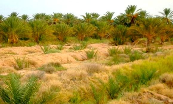 Ouargla : le projet de la bande verte avance avec une cadence « satisfaisante »