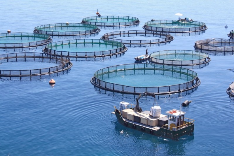 Aquaculture  Une production de plus de 1000 tonnes en 2018  Chlef -  Algerie360