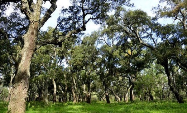 Recenser des espaces forestiers pour leur exploitation dans le domaine agricole