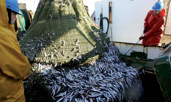 Le directeur de la Pêche au ministère de l’Agriculture : l’objectif tend à faire passer les prises de 100.000 à 200.000 tonnes