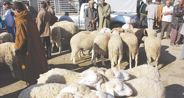 Pour prévenir la peste des petits ruminants : Fermeture par mesure préventive des marchés de bétail à Skikda