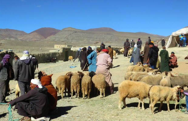 Malgré l’arrêté du wali: Le marché aux bestiaux de Bouira n’a pas fermé