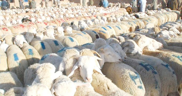 Fièvre aphteuse et peste des petits ruminants : Fermeture des marchés à bétail par les services agricoles à Mila