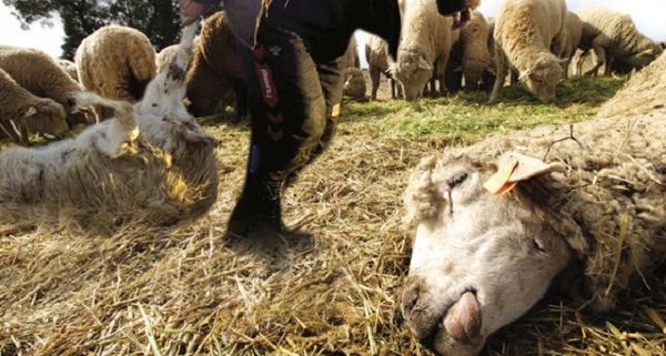 Peste des petits ruminants : Le bilan s’élève à 303 bêtes touchées à Mostaganem