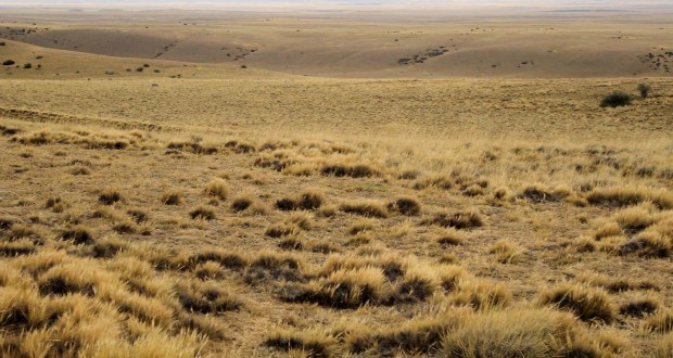 Zones steppiques à Saïda : Plaidoyer pour la protection contre la désertification