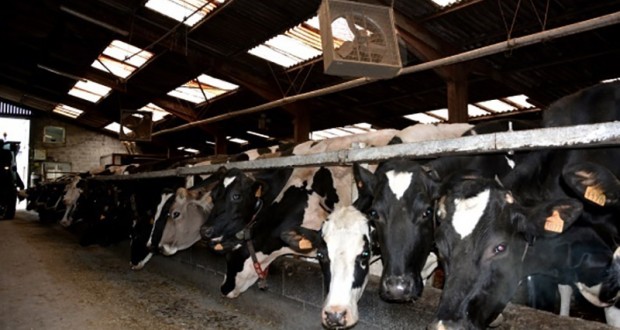 Cap sur la création en Algérie de trois fermes laitières de 30 000 vaches: Une mission algérienne de prospection bientôt aux USA