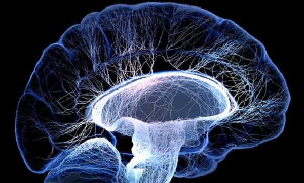 Les « cellules zombies » coupables du vieillissement et de l’anxiété