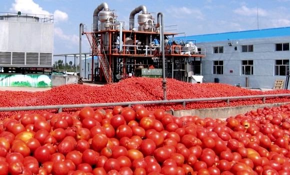 La production de la tomate transformée à près de 8 millions de quintaux en 2018