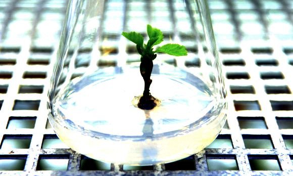 Constantine : 2018, année charnière pour la biotechnologie, réalisation de prouesses scientifiques inédites