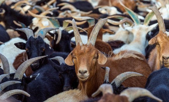 Peste des petits ruminants: plus de 2 milliards DA d’indemnisations en un mois