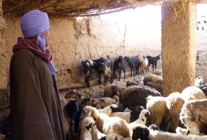 Peste des petits ruminants: Réception de 21 millions de doses de vaccins