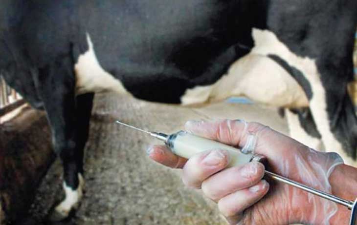 Bordj Bou Arreridj: détection de 40 foyers de fièvre aphteuse