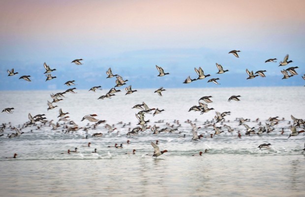 Relizane: 14 espèces d’oiseaux recensées par la conservation des forêts